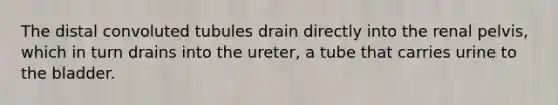 The distal convoluted tubules drain directly into the renal pelvis, which in turn drains into the ureter, a tube that carries urine to the bladder.