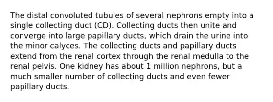 The distal convoluted tubules of several nephrons empty into a single collecting duct (CD). Collecting ducts then unite and converge into large papillary ducts, which drain the urine into the minor calyces. The collecting ducts and papillary ducts extend from the renal cortex through the renal medulla to the renal pelvis. One kidney has about 1 million nephrons, but a much smaller number of collecting ducts and even fewer papillary ducts.