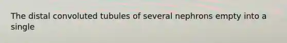 The distal convoluted tubules of several nephrons empty into a single