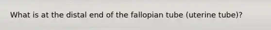 What is at the distal end of the fallopian tube (uterine tube)?