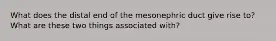 What does the distal end of the mesonephric duct give rise to? What are these two things associated with?