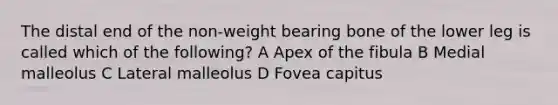 The distal end of the non-weight bearing bone of the lower leg is called which of the following? A Apex of the fibula B Medial malleolus C Lateral malleolus D Fovea capitus