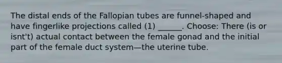 The distal ends of the Fallopian tubes are funnel-shaped and have fingerlike projections called (1) ______. Choose: There (is or isnt't) actual contact between the female gonad and the initial part of the female duct system—the uterine tube.