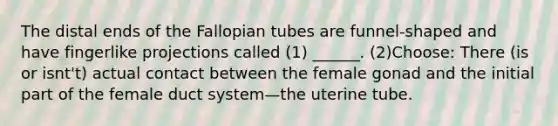 The distal ends of the Fallopian tubes are funnel-shaped and have fingerlike projections called (1) ______. (2)Choose: There (is or isnt't) actual contact between the female gonad and the initial part of the female duct system—the uterine tube.