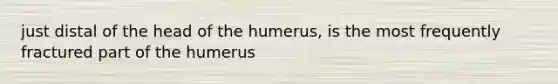 just distal of the head of the humerus, is the most frequently fractured part of the humerus