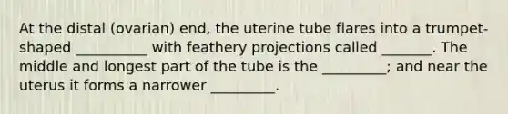 At the distal (ovarian) end, the uterine tube flares into a trumpet-shaped __________ with feathery projections called _______. The middle and longest part of the tube is the _________; and near the uterus it forms a narrower _________.