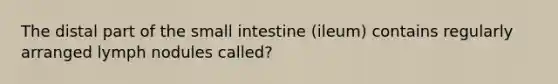 The distal part of the small intestine (ileum) contains regularly arranged lymph nodules called?