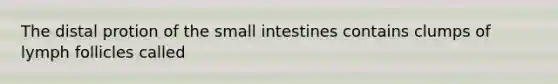 The distal protion of the small intestines contains clumps of lymph follicles called