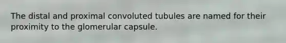 The distal and proximal convoluted tubules are named for their proximity to the glomerular capsule.