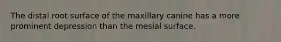 The distal root surface of the maxillary canine has a more prominent depression than the mesial surface.