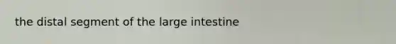 the distal segment of the large intestine