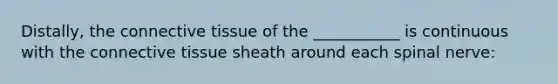 Distally, the connective tissue of the ___________ is continuous with the connective tissue sheath around each spinal nerve: