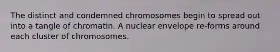 The distinct and condemned chromosomes begin to spread out into a tangle of chromatin. A nuclear envelope re-forms around each cluster of chromosomes.