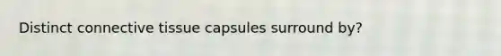 Distinct connective tissue capsules surround by?