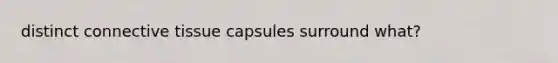 distinct connective tissue capsules surround what?