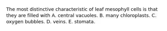 The most distinctive characteristic of leaf mesophyll cells is that they are filled with A. central vacuoles. B. many chloroplasts. C. oxygen bubbles. D. veins. E. stomata.