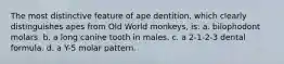 The most distinctive feature of ape dentition, which clearly distinguishes apes from Old World monkeys, is: a. bilophodont molars. b. a long canine tooth in males. c. a 2-1-2-3 dental formula. d. a Y-5 molar pattern.