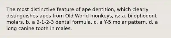 The most distinctive feature of ape dentition, which clearly distinguishes apes from Old World monkeys, is: a. bilophodont molars. b. a 2-1-2-3 dental formula. c. a Y-5 molar pattern. d. a long canine tooth in males.