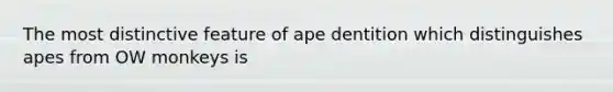 The most distinctive feature of ape dentition which distinguishes apes from OW monkeys is