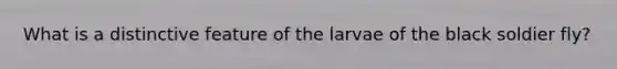 What is a distinctive feature of the larvae of the black soldier fly?