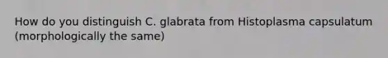 How do you distinguish C. glabrata from Histoplasma capsulatum (morphologically the same)