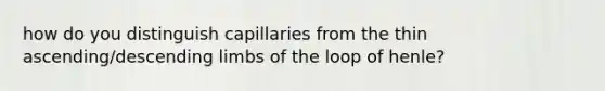 how do you distinguish capillaries from the thin ascending/descending limbs of the loop of henle?