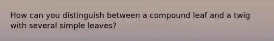 How can you distinguish between a compound leaf and a twig with several simple leaves?