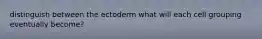 distinguish between the ectoderm what will each cell grouping eventually become?