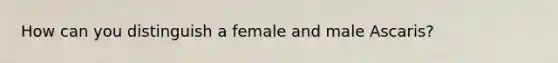 How can you distinguish a female and male Ascaris?