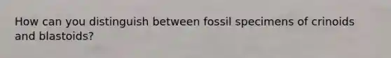 How can you distinguish between fossil specimens of crinoids and blastoids?