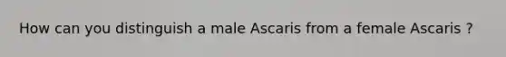 How can you distinguish a male Ascaris from a female Ascaris ?