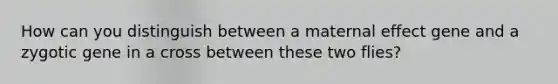 How can you distinguish between a maternal effect gene and a zygotic gene in a cross between these two flies?