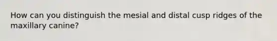 How can you distinguish the mesial and distal cusp ridges of the maxillary canine?