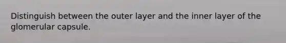 Distinguish between the outer layer and the inner layer of the glomerular capsule.