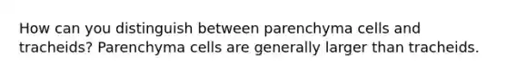 How can you distinguish between parenchyma cells and tracheids? Parenchyma cells are generally larger than tracheids.