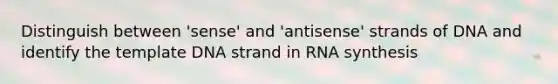 Distinguish between 'sense' and 'antisense' strands of DNA and identify the template DNA strand in RNA synthesis