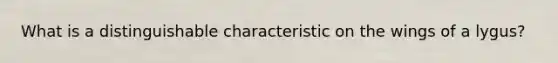 What is a distinguishable characteristic on the wings of a lygus?