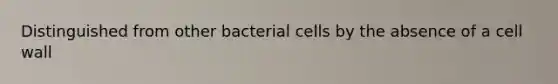 Distinguished from other bacterial cells by the absence of a cell wall