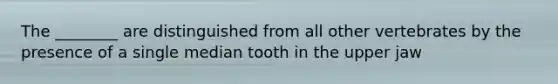 The ________ are distinguished from all other vertebrates by the presence of a single median tooth in the upper jaw