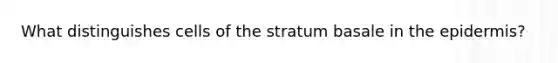 What distinguishes cells of the stratum basale in the epidermis?