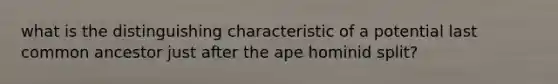 what is the distinguishing characteristic of a potential last common ancestor just after the ape hominid split?