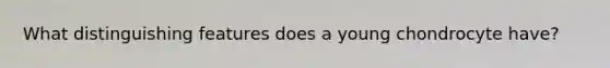 What distinguishing features does a young chondrocyte have?