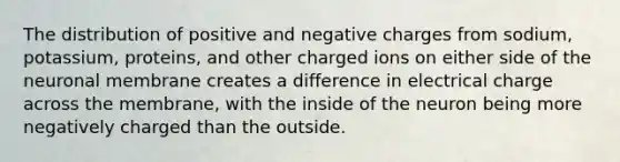 The distribution of positive and negative charges from sodium, potassium, proteins, and other charged ions on either side of the neuronal membrane creates a difference in electrical charge across the membrane, with the inside of the neuron being more negatively charged than the outside.