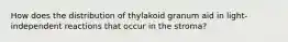 How does the distribution of thylakoid granum aid in light-independent reactions that occur in the stroma?