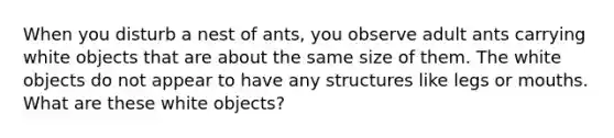 When you disturb a nest of ants, you observe adult ants carrying white objects that are about the same size of them. The white objects do not appear to have any structures like legs or mouths. What are these white objects?