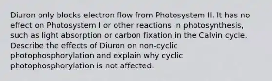 Diuron only blocks electron flow from Photosystem II. It has no effect on Photosystem I or other reactions in photosynthesis, such as light absorption or carbon fixation in the Calvin cycle. Describe the effects of Diuron on non-cyclic photophosphorylation and explain why cyclic photophosphorylation is not affected.