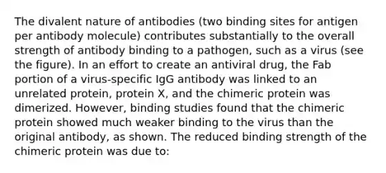 The divalent nature of antibodies (two binding sites for antigen per antibody molecule) contributes substantially to the overall strength of antibody binding to a pathogen, such as a virus (see the figure). In an effort to create an antiviral drug, the Fab portion of a virus-specific IgG antibody was linked to an unrelated protein, protein X, and the chimeric protein was dimerized. However, binding studies found that the chimeric protein showed much weaker binding to the virus than the original antibody, as shown. The reduced binding strength of the chimeric protein was due to: