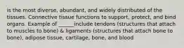 is the most diverse, abundant, and widely distributed of the tissues. Connective tissue functions to support, protect, and bind organs. Example of ______include tendons (structures that attach to muscles to bone) & ligaments (structures that attach bone to bone), adipose tissue, cartilage, bone, and blood