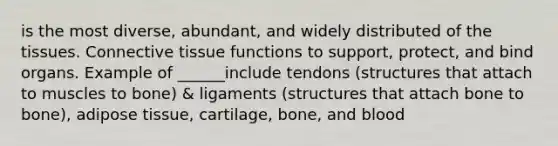 is the most diverse, abundant, and widely distributed of the tissues. Connective tissue functions to support, protect, and bind organs. Example of ______include tendons (structures that attach to muscles to bone) & ligaments (structures that attach bone to bone), adipose tissue, cartilage, bone, and blood