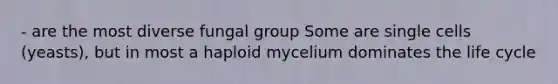 - are the most diverse fungal group Some are single cells (yeasts), but in most a haploid mycelium dominates the life cycle